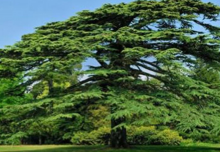 Cedar Tree