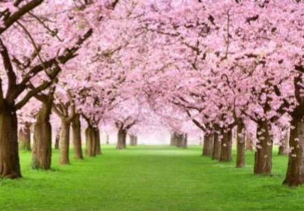 Cherry Blossom Tree