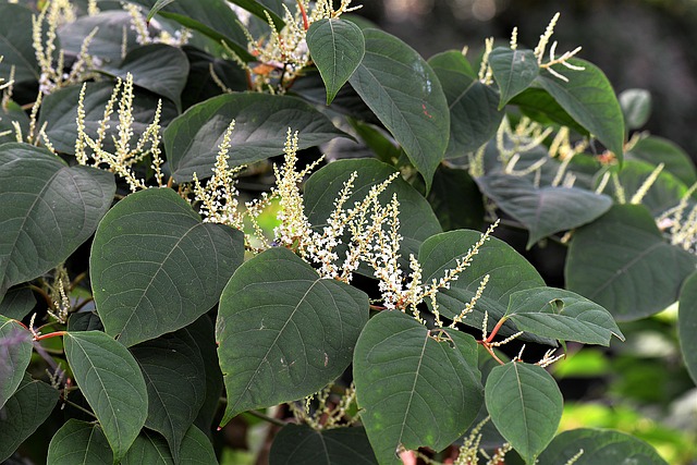 From swimming pools to Japanese Knotweed, what to avoid if you’re looking to sell