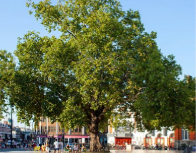 London Plane Tree