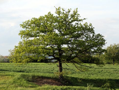 <strong>The Thousand Tree Challenge</strong>